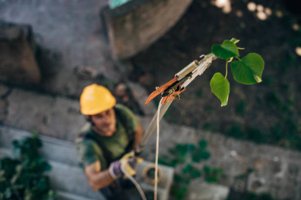 Best Stump Grinding and Removal  in Susanville, CA