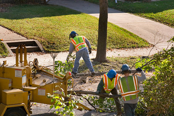  Susanville, CA Tree Services Pros