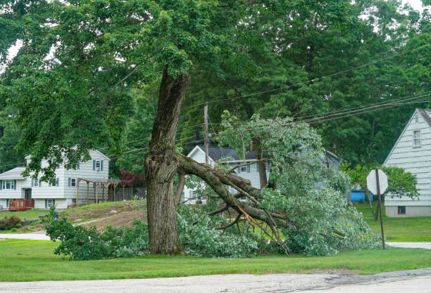 Best Hazardous Tree Removal  in Susanville, CA