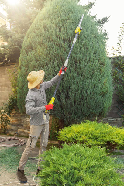 Best Grass Overseeding  in Susanville, CA