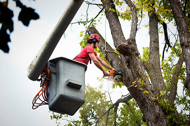 Professional Tree Services in Susanville, CA